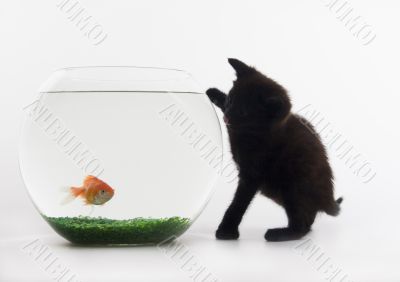 Black cat & Gold fish