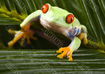 Red eyed leaf frog