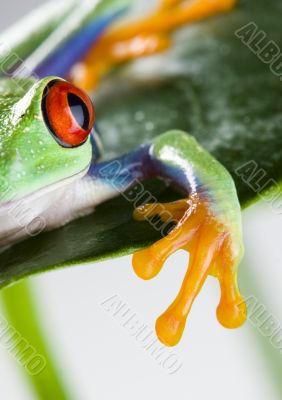 Red eyed leaf frog