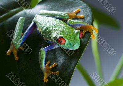 Red eyed leaf frog