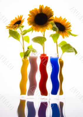 Summer flower