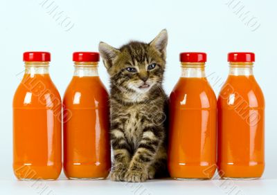 Cat & Orange drink
