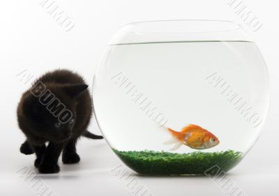 Black cat & Gold fish