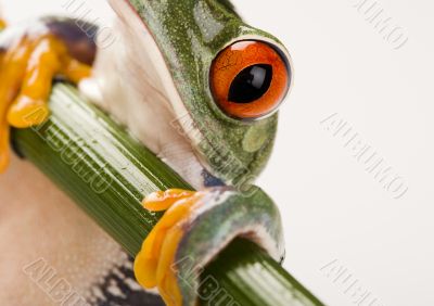 Red eyed frog