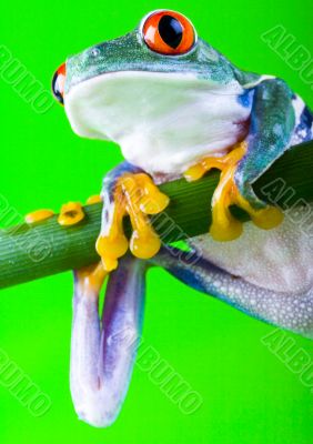 Red eyed tree frog