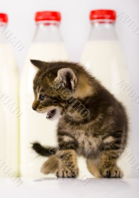 Cat & Milk