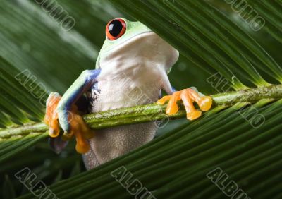 Red eyed tree frog