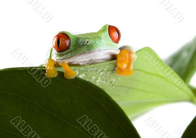 Red eyed tree frog