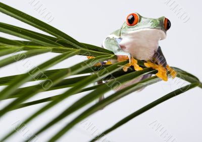 Red frog