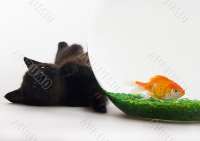 Black cat & Gold fish
