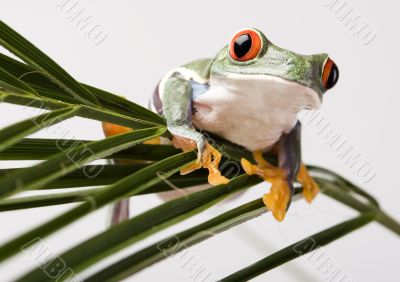 Red eyed tree frog