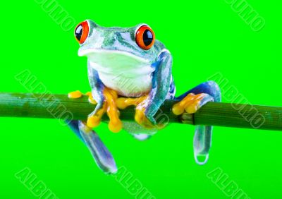 Red eyed tree frog