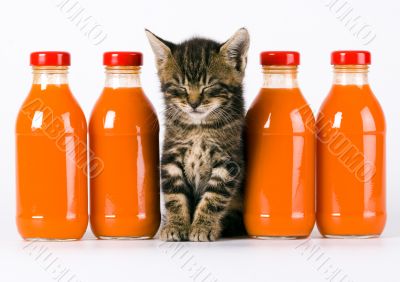 Cat & Orange drink