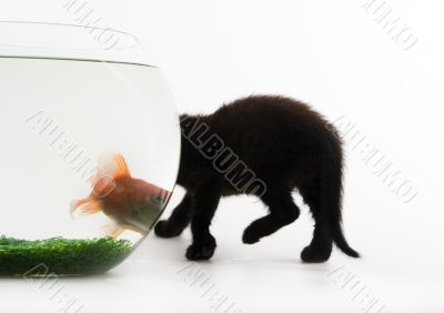 Black cat & Gold fish