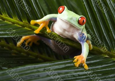 Red eyed tree frog