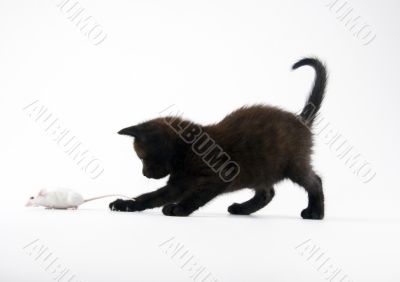 Black cat & White mouse