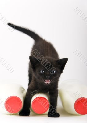 Cat & Milk