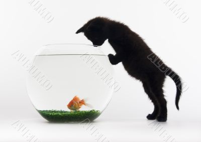 Black cat & Gold fish