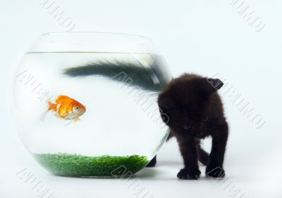 Black cat & Gold fish