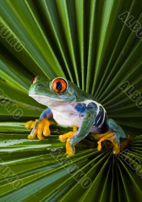 Red eyed tree frog