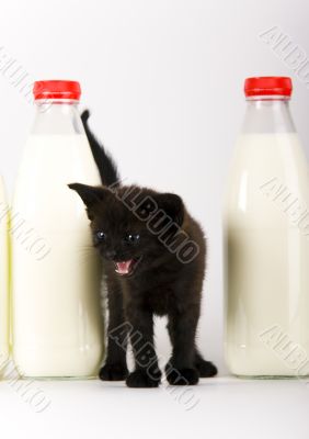 Cat & Milk