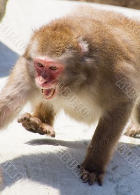 monkey