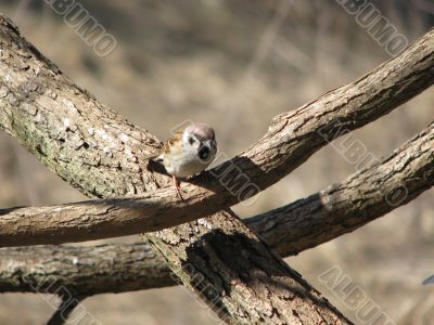 dull sparrow on the branch