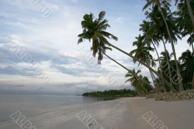 tropical paradise