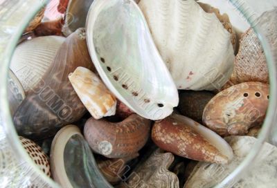 seashell