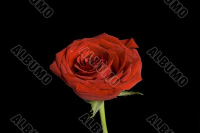 Red isolated rose