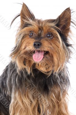 Small dog