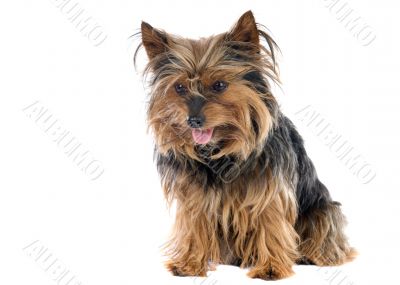 Small dog