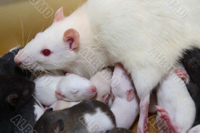 Rat family