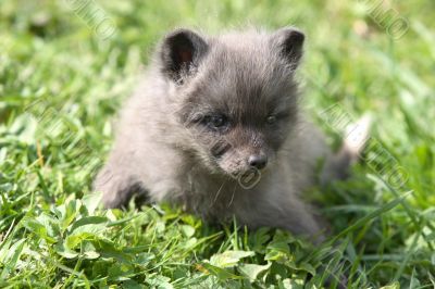 Small grey fox