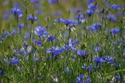 Lawn with cornflowers