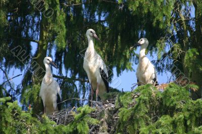 Family of storks