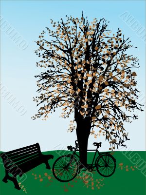 Bicycle and the tree