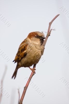 sparrow