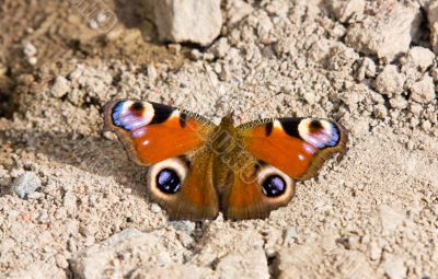 first spring butterfly