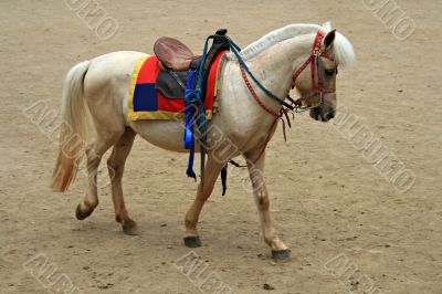 white horse