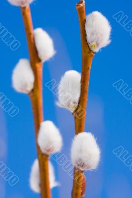 Two branches close up