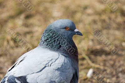 Portrait of the pigeon
