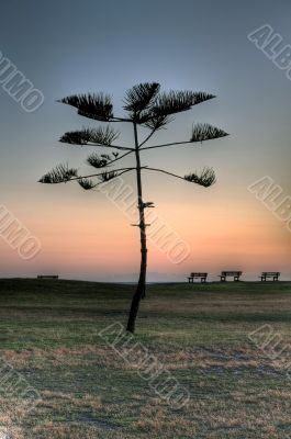 Pine tree against a deep blue sky