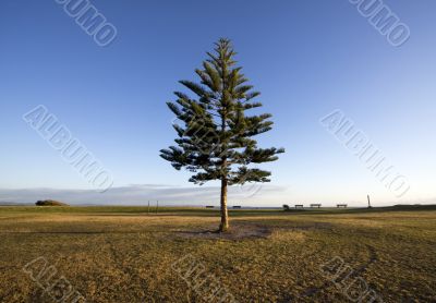 Pine tree against a deep blue sky