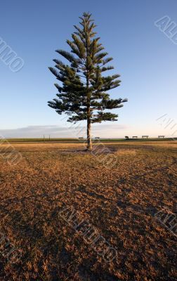 Pine tree against a deep blue sky