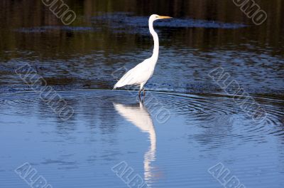 Australian Egret