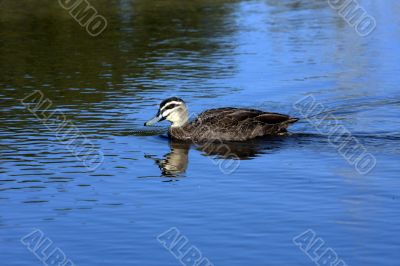 Brown Duck