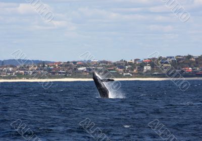  Humpback whale breaching in Australia