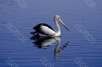 Australian Pelican