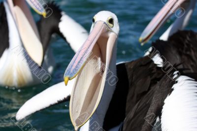 Australian Pelican